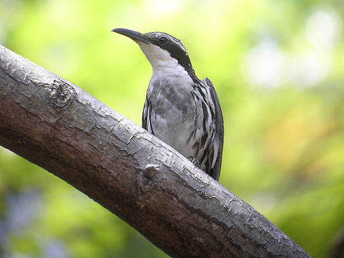 Stripe-headed rhabdornis